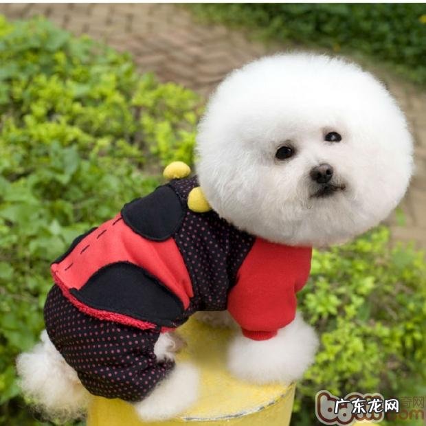 冬季,为小狗防寒保暖严防三大错误观念