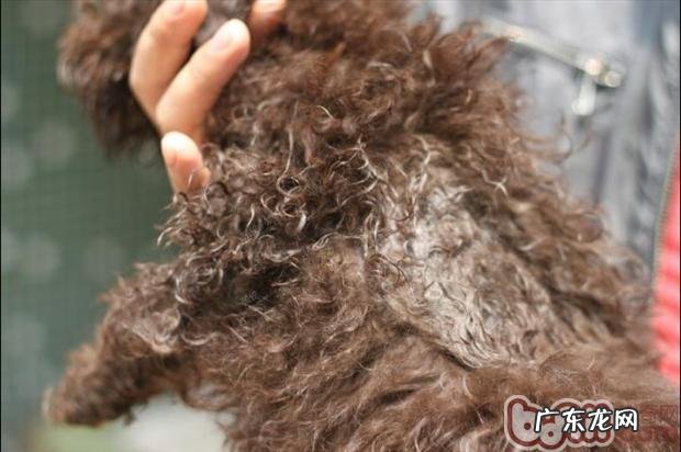 冬季,为小狗防寒保暖严防三大错误观念