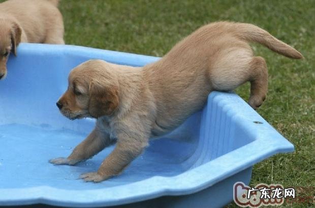 狗狗美容从幼狗刚开始