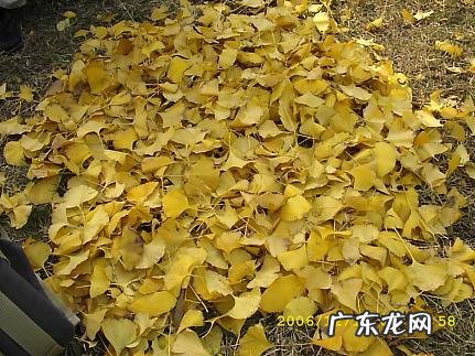 关于银杏的寓意 银杏的寓意