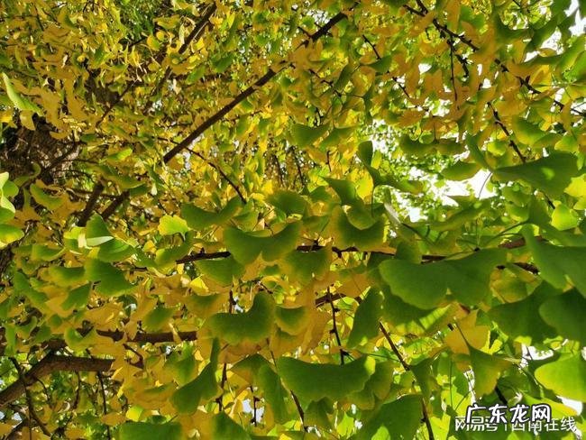 银杏树的资料介绍100字 银杏树的资料简单介绍