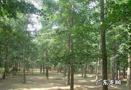 银杏树的资料介绍100字 银杏树的资料简单介绍