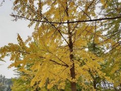 如何描述九月份的美好 十一月如何描述美好