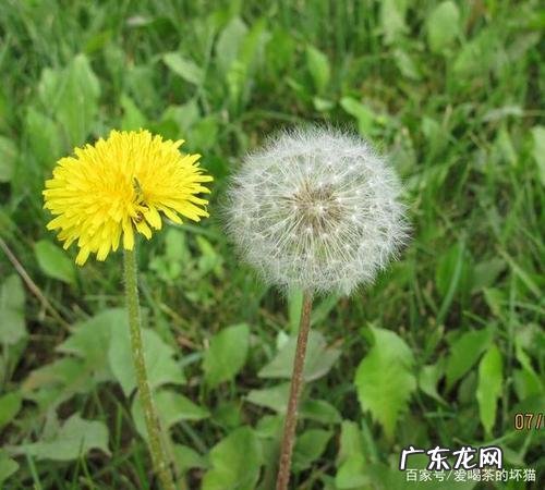 蒲公英的介绍资料简介 蒲公英的介绍资料