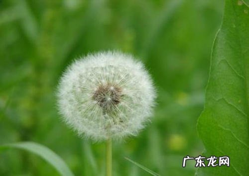 蒲公英的介绍资料简介 蒲公英的介绍资料