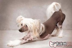 冠毛犬的喂养留意关键点