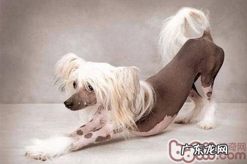 冠毛犬的喂养留意关键点