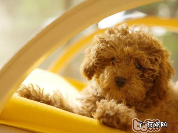 给狗狗吃鸡蛋的关键点难题