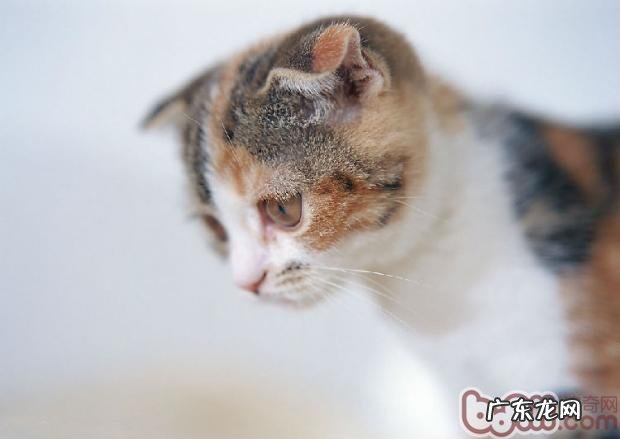 破除迷信，你确实掌握你的萌宠吗？