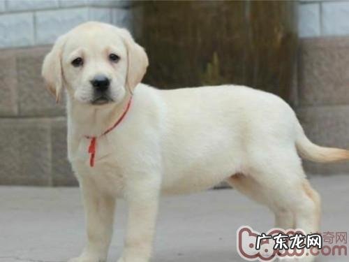 小狗除毛有什么缘故