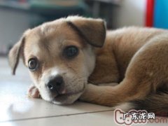 保养小狗双眼有哪些方法