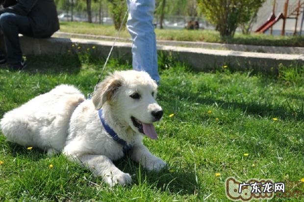 喂养小狗必需用具大盘点