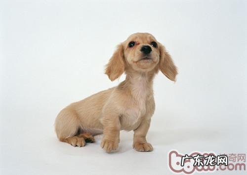 喂养宠物犬易出現的几个错误观念