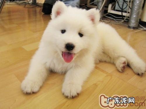 小狗长命有什么窍门