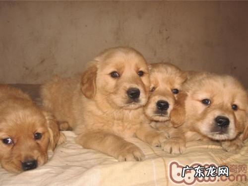 同窝中如何选择适合的幼狗