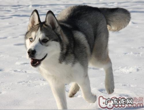 金毛头发如何恰当保养