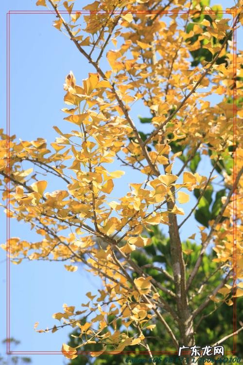秋天银杏树的描写 秋天银杏树诗词