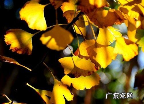 古代关于爱情经典的诗词 银杏关于爱情的诗词