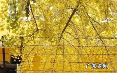 北京秋天银杏叶最美的时间 北京秋天银杏