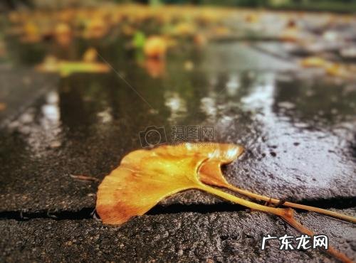 银杏树叶子图片 银杏树落叶图片