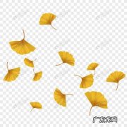 银杏树叶子图片 银杏树落叶图片