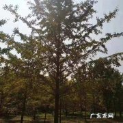 校园中的银杏树有什么特点 银杏树有什么特点