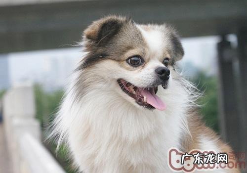 怎样改进小狗消化不好