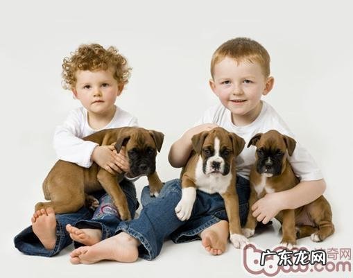 不遗弃不凌虐,养宠物的十八个益处