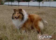 年老的小狗好养吗