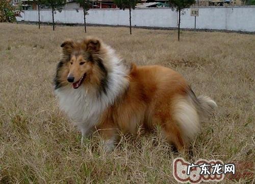 年老的小狗好养吗