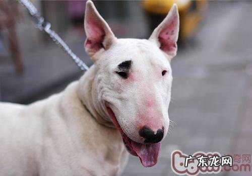 给小狗吃营养保健品,你确实补正确了吗