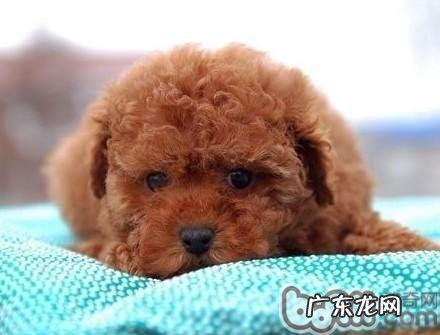 女孩养狗的性格剖析