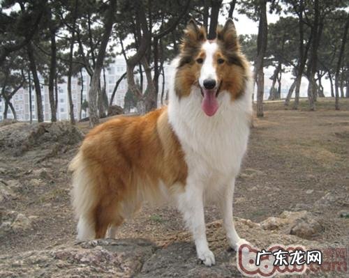 苏牧购买及喂养手册