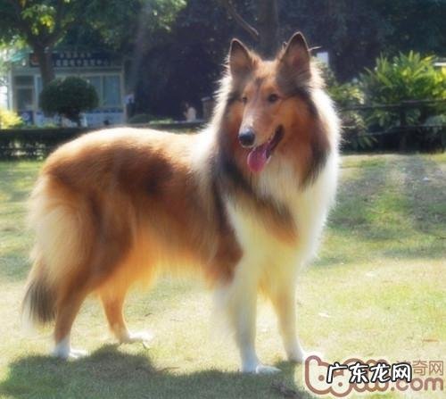 苏牧购买及喂养手册