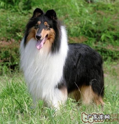 苏牧购买及喂养手册