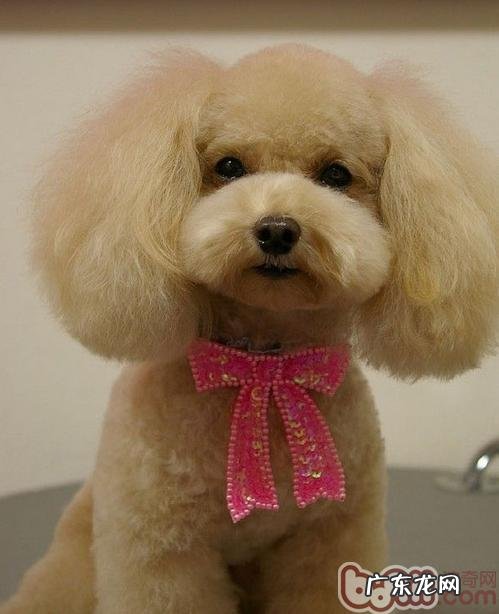 泰迪犬在美容院应当被出示的服务项目有什么