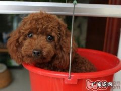 玩具贵宾犬全国各地价钱调研