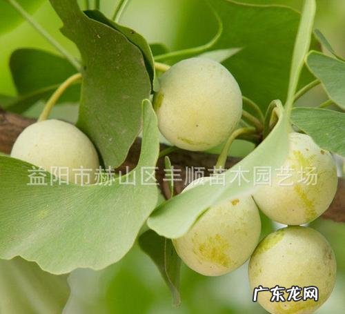 银杏树有什么作用 银杏树子