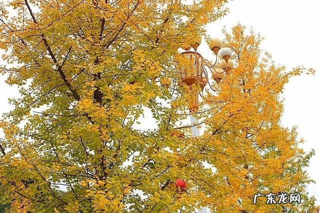 从远到近描写银杏树200字 银杏树从远到近描写一段话