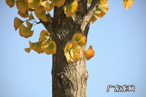 银杏外形和特点描写作文 银杏外形和特点描写