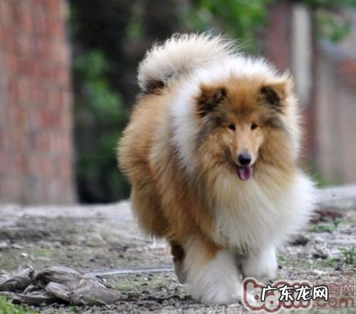 为宠物犬剪耳的方式详细介绍