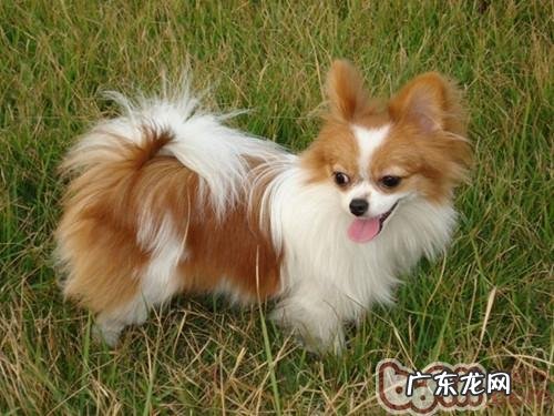 汇总新生小狗的保养方式