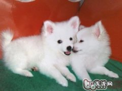 教你自做营养成分美味可口狗罐头