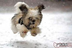 冬天狗狗健康饮食搭配管理方法五大标准