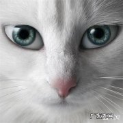 描写眼神里的复杂情绪的成语 描写眼神里的复杂情绪