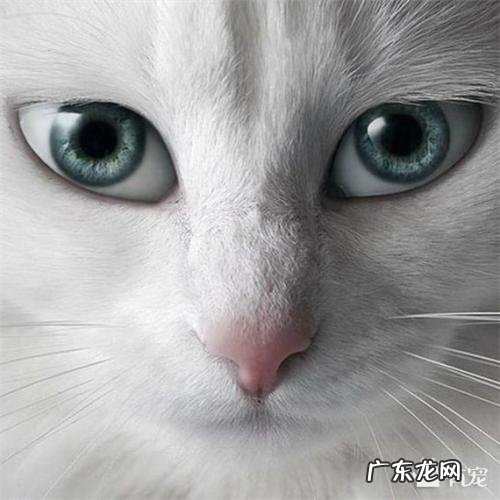 描写眼神里的复杂情绪的成语 描写眼神里的复杂情绪