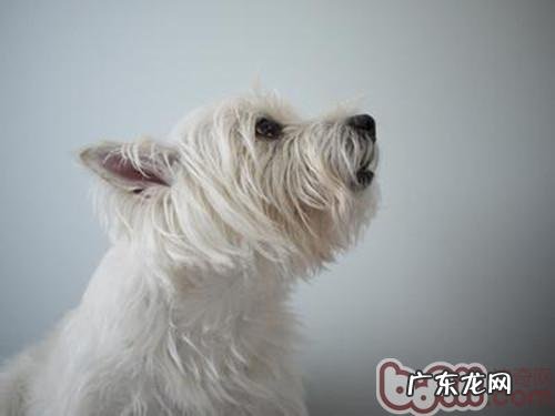 冬天为宠物狗狗冼澡有小技巧