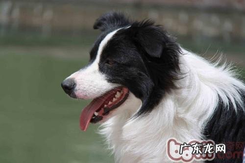 冬天为宠物狗狗冼澡有小技巧