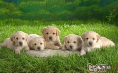 冬季饮食有效配搭，小狗不用尤其食补