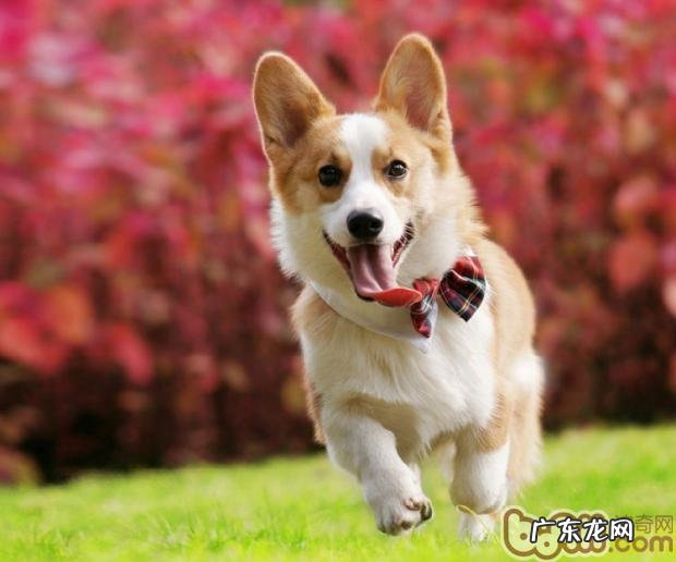 为小宠物照相的常见问题